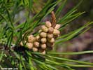 Needles of Pinus virginiana