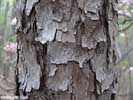 Bark of Pinus virginiana