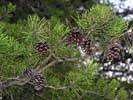 Cones of Pinus virginiana