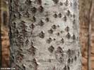 Bark of Populus alba