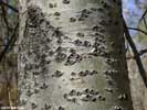 Bark of Populus alba