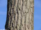 Bark of Populus deltoides ssp. deltoides