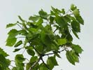 Leaves of Populus grandidentata