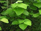 Leaves of Populus heterophylla