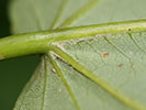 Abaxial leaf surface of Populus heterophylla