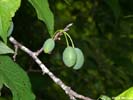 Drupes of Prunus americana