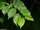 Leaves of Prunus americana