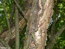 Bark of Prunus americana
