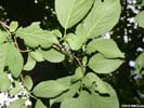 Leaf undersides of Prunus americana