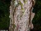 Bark of Prunus americana