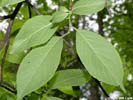 Leaf undersides of Prunus americana