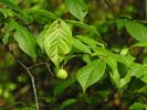 Drupe of Prunus americana