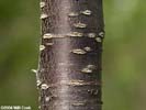 Bark of Prunus angustifolia