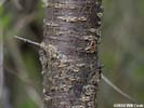 Bark of Prunus angustifolia
