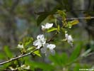 Flowers of Prunus avium