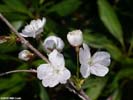 Flowers of Prunus avium