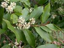 Flowers of Prunus caroliniana