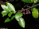 Leaves and fruit of Prunus caroliniana