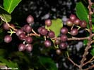 Drupes of Prunus caroliniana