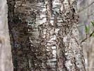 Bark of Prunus persica