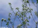Flowers of Prunus pensylvanica