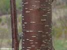 Bark of Prunus pensylvanica