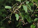 Fruit of Prunus serotina