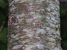 Bark of Prunus serotina