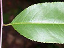 Leaf of Prunus serotina