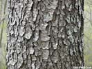 Bark of Prunus serotina