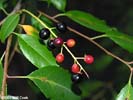 Fruit of Prunus serotina