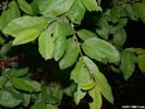 Leaves of Prunus umbellata