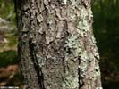 Bark of Prunus umbellata