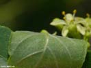 Leaf underside of Ptelea trifoliata