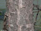 Bark of Ptelea trifoliata