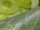 Leaf underside of Ptelea trifoliata