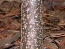Bark of Ptelea trifoliata