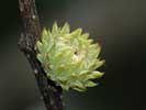 Developing acorn of Quercus acutissima