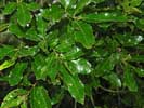 Leaves of Quercus acutissima