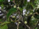 Developing acorns of Quercus acutissima