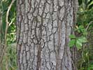Bark of Quercus acutissima