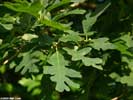 Leaves of Quercus alba
