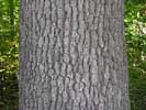 Bark of Quercus alba