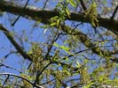 Flowers of Quercus austrina
