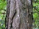 Bark of Quercus bicolor
