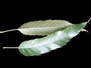 Leaves of Quercus acutissima