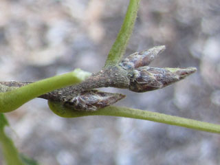Twig of Quercus acutissima