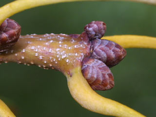 Twig of Quercus alba