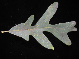 Leaf of Quercus alba