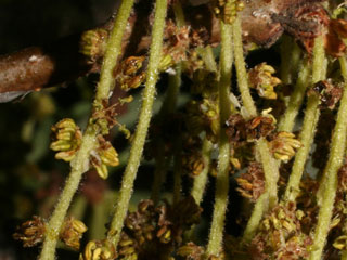 Flowers of Quercus bicolor